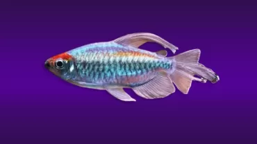 Kongo Tetra (Phenacogrammus interruptus)