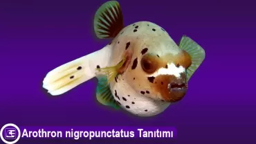 Köpek Yüzlü Puffer (Arothron nigropunctatus)