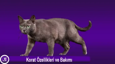 Korat Kedisi
