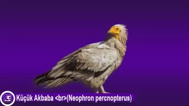 Küçük Akbaba (Neophron percnopterus)