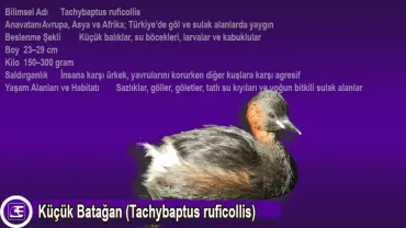 Küçük Batağan (Tachybaptus ruficollis)