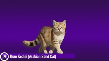 Kum Kedisi (Arabian Sand Cat)