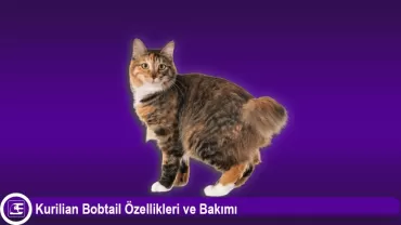 Kurilian Bobtail