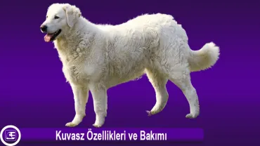 Kuvasz