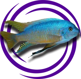 Labeotropheus Fuelleborni