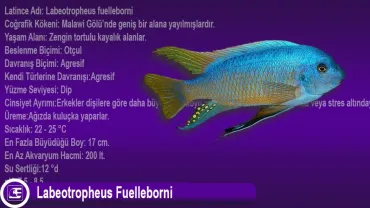 Labeotropheus Fuelleborni