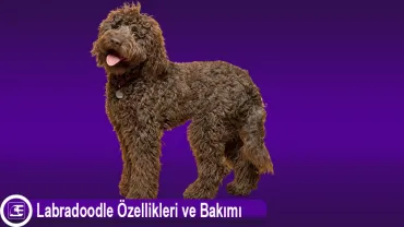 Labradoodle