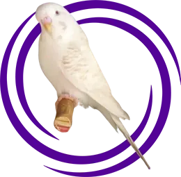 Lacewing Muhabbet Kuşu