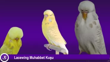 Lacewing Muhabbet Kuşu