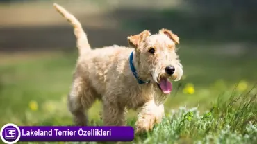 Lakeland Terrier