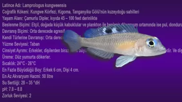 Lamprologus kungweensis