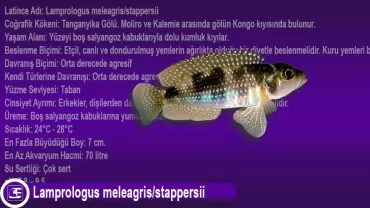 Lamprologus meleagris/stappersii