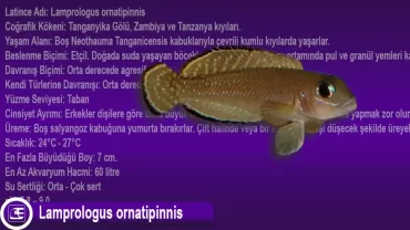Lamprologus ornatipinnis
