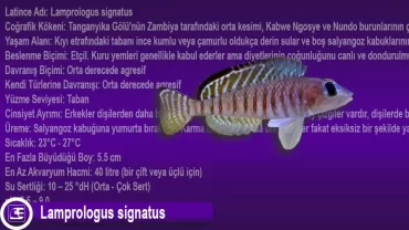 Lamprologus signatus