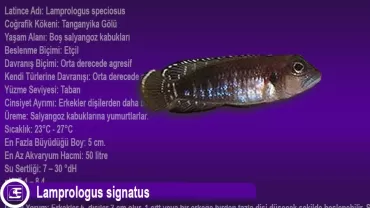 Lamprologus speciosus (Siyah Ocellatus)