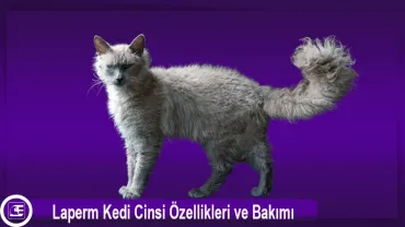 Laperm
