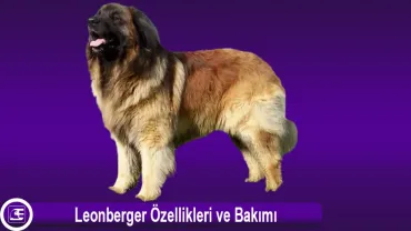 Leonberger