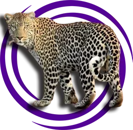 Leopar (Pars)