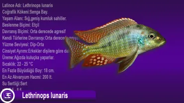 Lethrinops lunaris