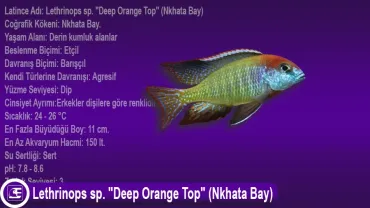 Lethrinops sp. Deep Orange Top (Nkhata Bay)