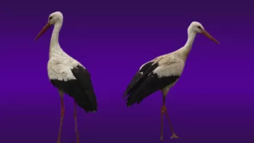 Leylek (Ciconia ciconia)