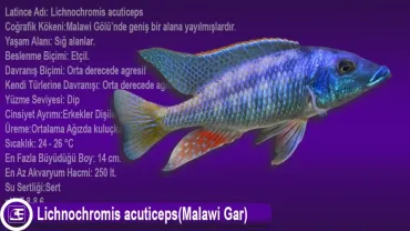 Lichnochromis acuticeps(Malawi Gar)