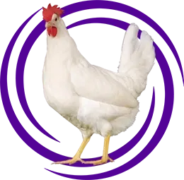 Ligorin Tavuğu (Leghorn)