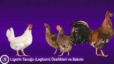 Ligorin Tavuğu (Leghorn)