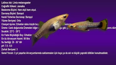 Limia Melanogaster