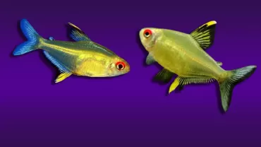 Hyphessobrycon pulchripinnis (Limon Tetra)