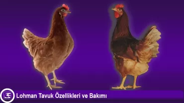 Lohman Tavuk Cinsi