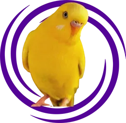 Lutino Muhabbet Kuşu