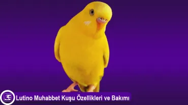 Lutino Muhabbet Kuşu