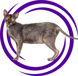 Lykoi