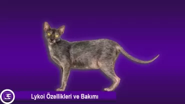 Lykoi