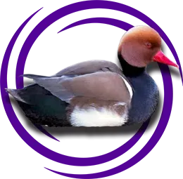 Macar Ördeği (Netta rufina)