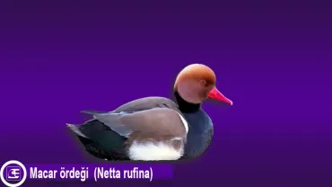 Macar Ördeği (Netta rufina)