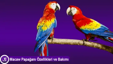 Ara Macaw Papağanı