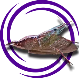 Macrobrachium scabriculum (Bukalemun Karides)