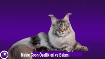 Maine Coon