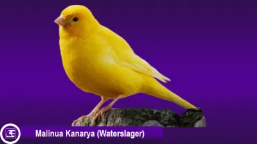 Malinua Kanarya (Malinois Waterslager)