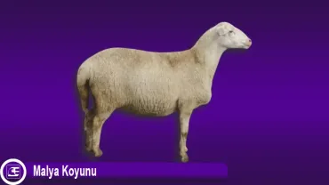 Malya Koyunu