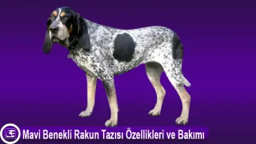 Mavi Benekli Rakun Tazısı