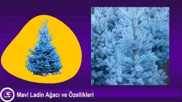 Mavi Ladin Ağacı (Picea Pungens)