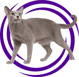 Mavi Rus Kedi Cinsi (Russian Blue)