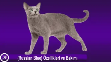 Mavi Rus Kedi Cinsi (Russian Blue)