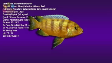 Kenyi Cichlid