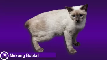 Mekong Bobtail
