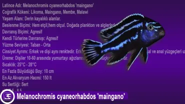 Melanochromis Cyaneorhabdos (Maingano)