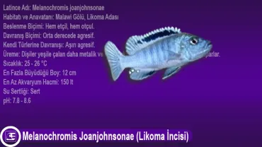 Melanochromis Joanjohnsonae (Likoma İncisi)